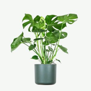 Accueil plants ecommerce product featured img 14