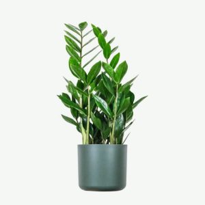 Accueil plants ecommerce product featured img 16