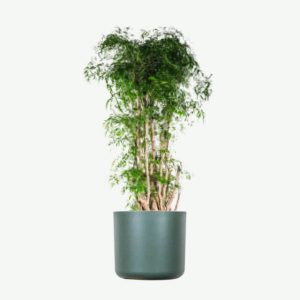 plants ecommerce product featured img 19