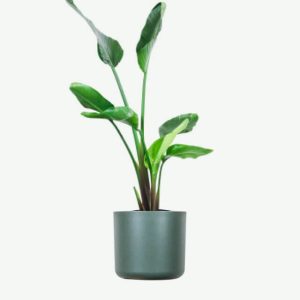 Accueil plants ecommerce product featured img 4