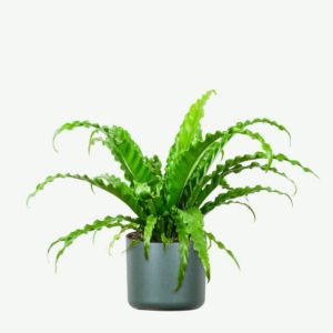 Accueil plants ecommerce product featured img 8
